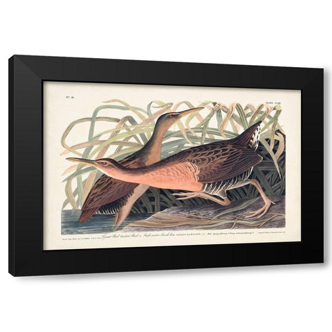 Pl. 203 Great Red-breasted Rail Black Modern Wood Framed Art Print with Double Matting by Audubon, John James