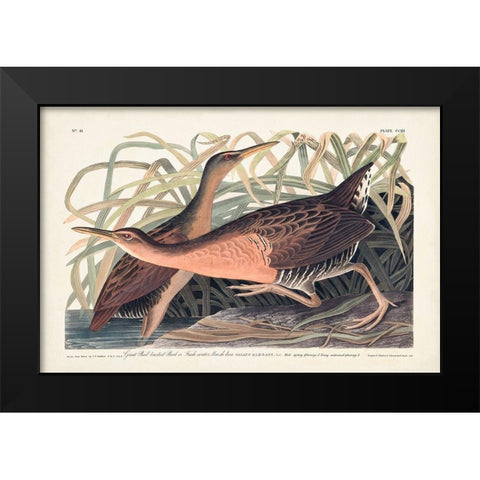 Pl. 203 Great Red-breasted Rail Black Modern Wood Framed Art Print by Audubon, John James