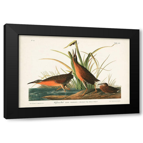 Pl. 205 Virginian Rail Black Modern Wood Framed Art Print with Double Matting by Audubon, John James
