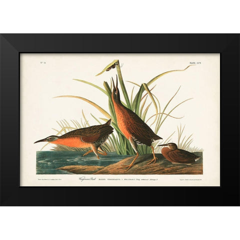 Pl. 205 Virginian Rail Black Modern Wood Framed Art Print by Audubon, John James