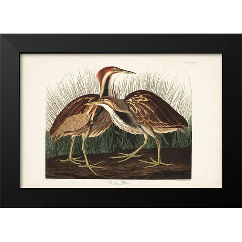 Pl. 337 American Bittern Black Modern Wood Framed Art Print by Audubon, John James