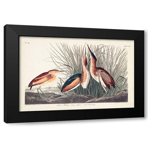 Pl. 210 Least Bittern Black Modern Wood Framed Art Print with Double Matting by Audubon, John James