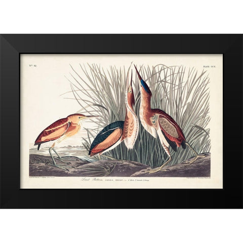 Pl. 210 Least Bittern Black Modern Wood Framed Art Print by Audubon, John James