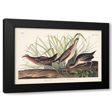 Pl. 233 Rail Black Modern Wood Framed Art Print with Double Matting by Audubon, John James