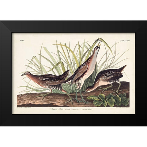 Pl. 233 Rail Black Modern Wood Framed Art Print by Audubon, John James