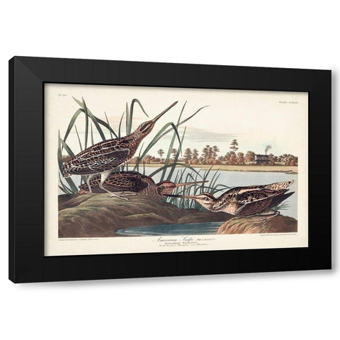 Pl. 243 American Snipe Black Modern Wood Framed Art Print by Audubon, John James