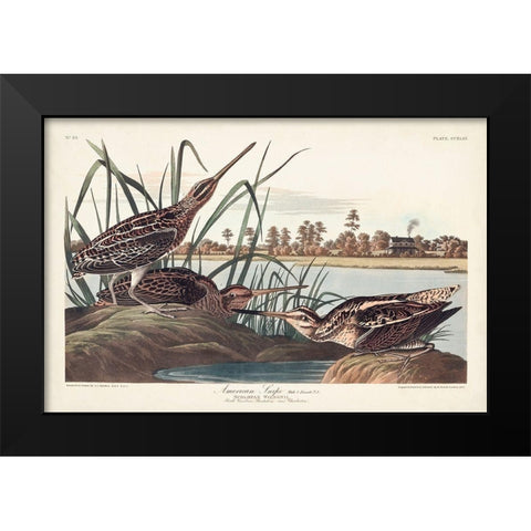 Pl. 243 American Snipe Black Modern Wood Framed Art Print by Audubon, John James