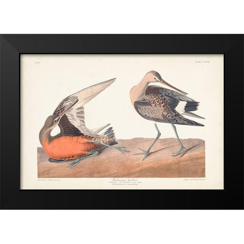 Pl. 258 Hudsonian Godwit Black Modern Wood Framed Art Print by Audubon, John James