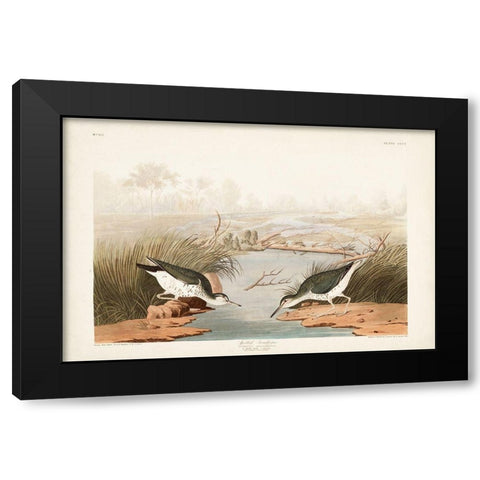 Pl. 310 Spotted Sandpiper Black Modern Wood Framed Art Print with Double Matting by Audubon, John James