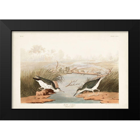 Pl. 310 Spotted Sandpiper Black Modern Wood Framed Art Print by Audubon, John James