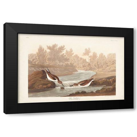 Pl. 320 Little Sandpiper Black Modern Wood Framed Art Print with Double Matting by Audubon, John James