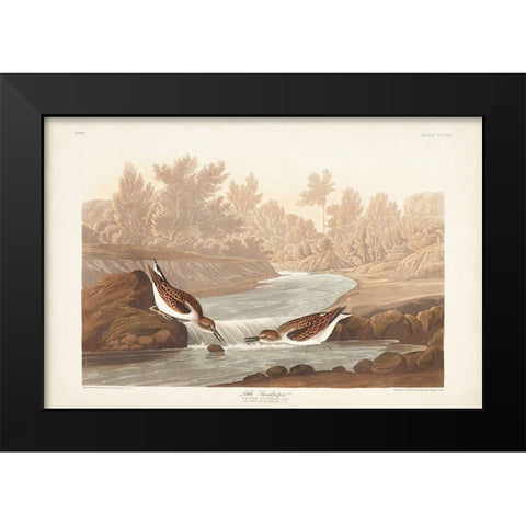 Pl. 320 Little Sandpiper Black Modern Wood Framed Art Print by Audubon, John James