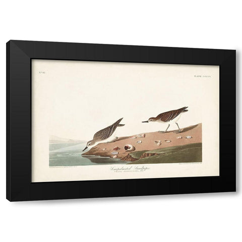 Pl. 405 Semipalmated Sandpiper Black Modern Wood Framed Art Print with Double Matting by Audubon, John James