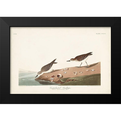 Pl. 405 Semipalmated Sandpiper Black Modern Wood Framed Art Print by Audubon, John James
