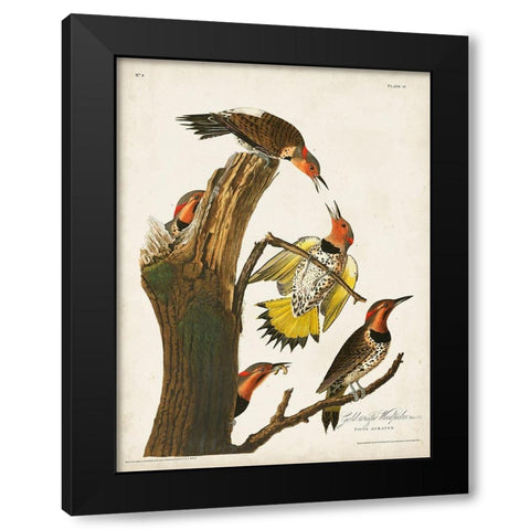 Pl. 37 Gold-winged Woodpecker Black Modern Wood Framed Art Print with Double Matting by Audubon, John James