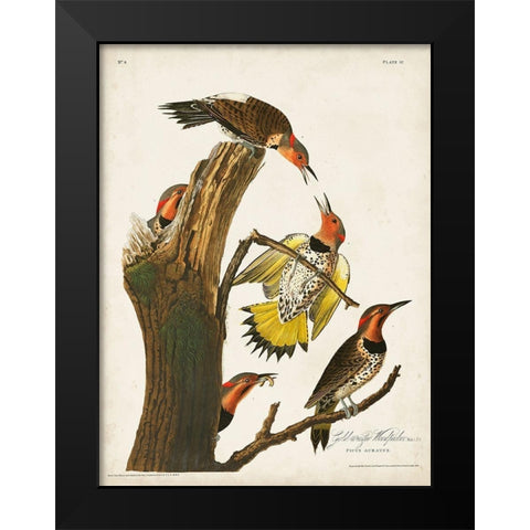 Pl. 37 Gold-winged Woodpecker Black Modern Wood Framed Art Print by Audubon, John James