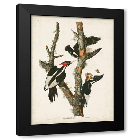 Pl. 66 Ivory-billed Woodpecker Black Modern Wood Framed Art Print with Double Matting by Audubon, John James