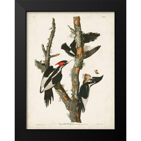Pl. 66 Ivory-billed Woodpecker Black Modern Wood Framed Art Print by Audubon, John James