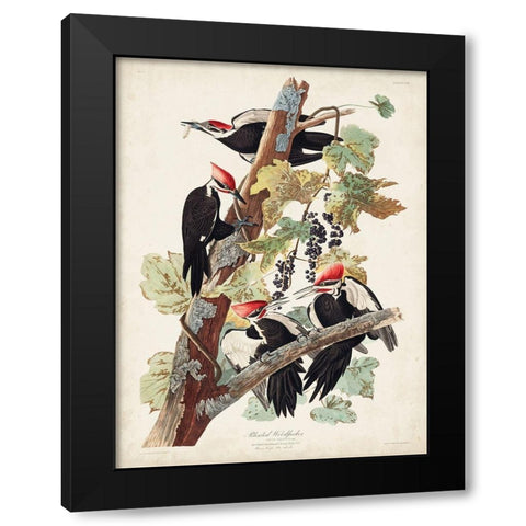 Pl. 111 Pileated Woodpecker Black Modern Wood Framed Art Print with Double Matting by Audubon, John James