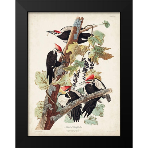 Pl. 111 Pileated Woodpecker Black Modern Wood Framed Art Print by Audubon, John James