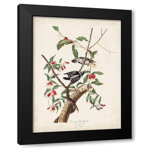 Pl. 112 Downy Woodpecker Black Modern Wood Framed Art Print with Double Matting by Audubon, John James