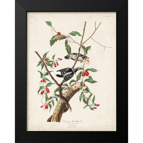 Pl. 112 Downy Woodpecker Black Modern Wood Framed Art Print by Audubon, John James