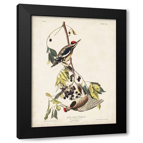 Pl. 190 Yellow-bellied Woodpecker Black Modern Wood Framed Art Print with Double Matting by Audubon, John James