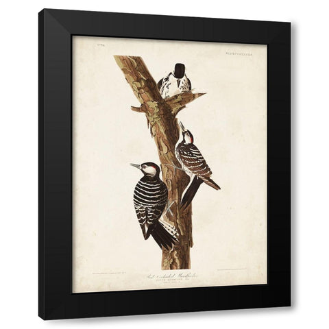Pl. 389 Red-cockaded Woodpecker Black Modern Wood Framed Art Print with Double Matting by Audubon, John James