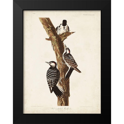 Pl. 389 Red-cockaded Woodpecker Black Modern Wood Framed Art Print by Audubon, John James