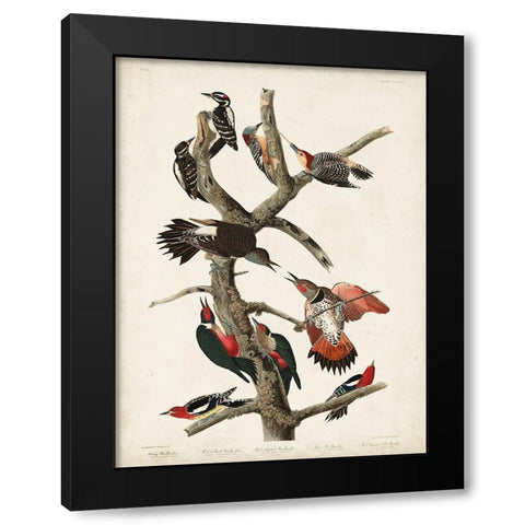 Pl. 416 Hairy Woodpecker Black Modern Wood Framed Art Print with Double Matting by Audubon, John James