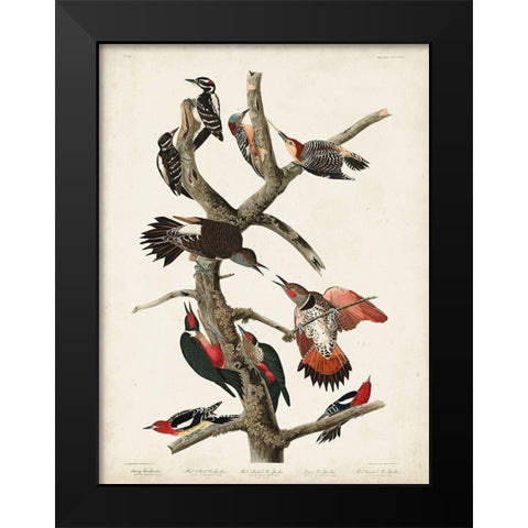 Pl. 416 Hairy Woodpecker Black Modern Wood Framed Art Print by Audubon, John James