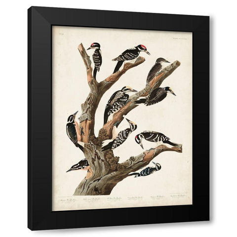 Pl. 417 Marias Woodpecker Black Modern Wood Framed Art Print with Double Matting by Audubon, John James