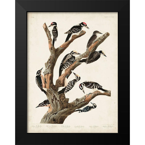 Pl. 417 Marias Woodpecker Black Modern Wood Framed Art Print by Audubon, John James
