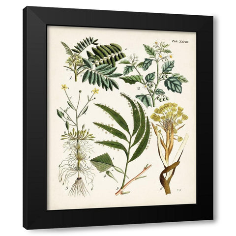 Fanciful Ferns I Black Modern Wood Framed Art Print with Double Matting by Unknown