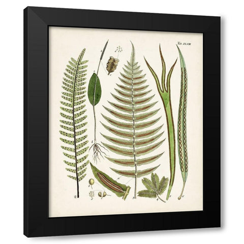 Fanciful Ferns V Black Modern Wood Framed Art Print with Double Matting by Unknown
