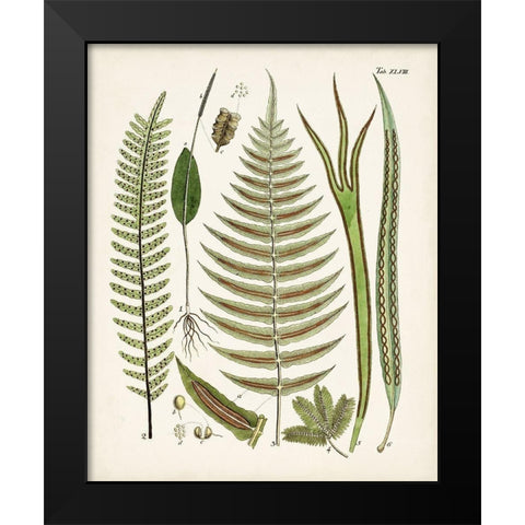 Fanciful Ferns V Black Modern Wood Framed Art Print by Unknown