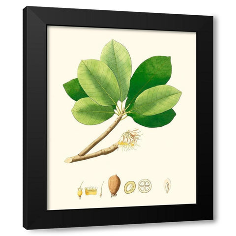 Spring Green Foliage II Black Modern Wood Framed Art Print with Double Matting by Unknown