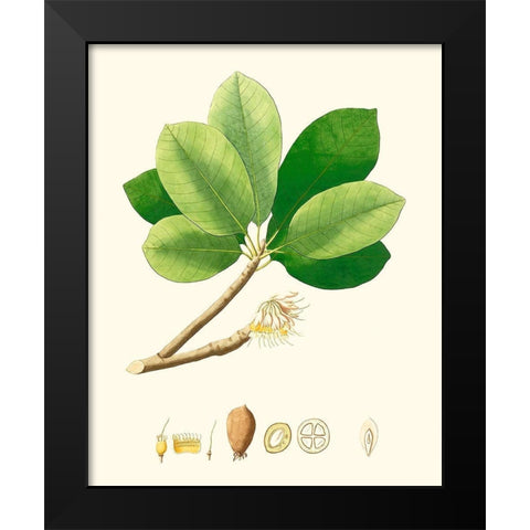 Spring Green Foliage II Black Modern Wood Framed Art Print by Unknown