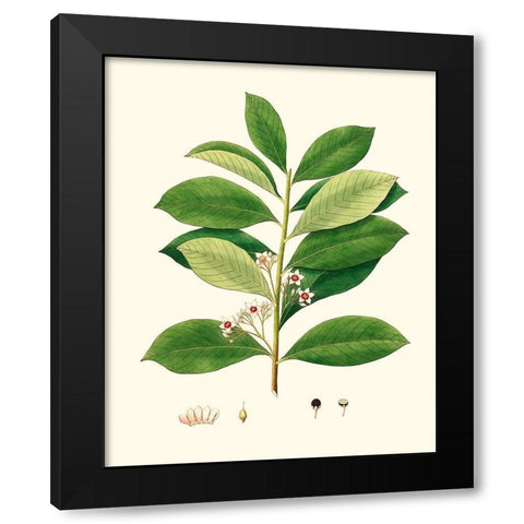 Spring Green Foliage III Black Modern Wood Framed Art Print with Double Matting by Unknown