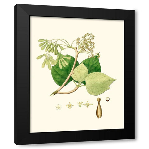 Spring Green Foliage IV Black Modern Wood Framed Art Print with Double Matting by Unknown