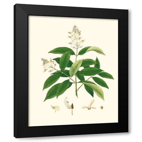 Spring Green Foliage V Black Modern Wood Framed Art Print with Double Matting by Unknown