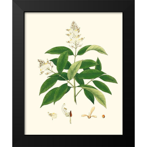 Spring Green Foliage V Black Modern Wood Framed Art Print by Unknown