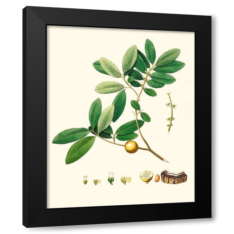 Spring Green Foliage VII Black Modern Wood Framed Art Print with Double Matting by Unknown