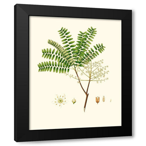 Spring Green Foliage VIII Black Modern Wood Framed Art Print with Double Matting by Unknown