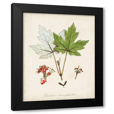 Antique Tree Study I Black Modern Wood Framed Art Print with Double Matting by Unknown