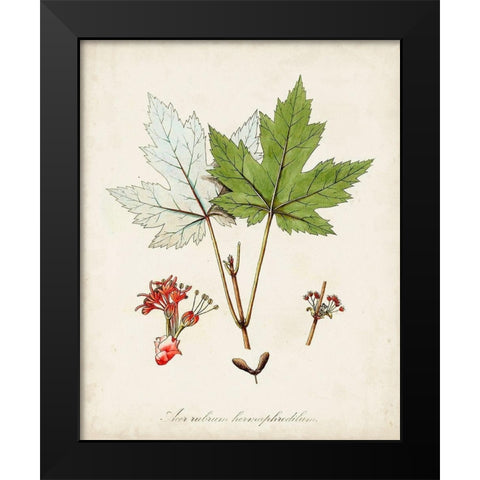 Antique Tree Study I Black Modern Wood Framed Art Print by Unknown