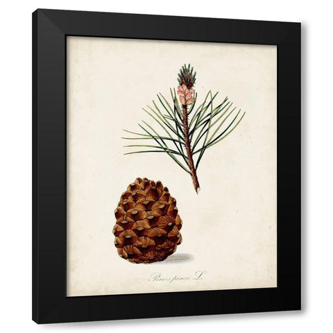Antique Tree Study V Black Modern Wood Framed Art Print with Double Matting by Unknown