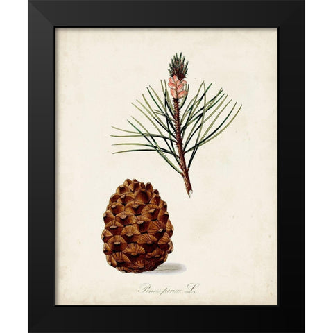 Antique Tree Study V Black Modern Wood Framed Art Print by Unknown