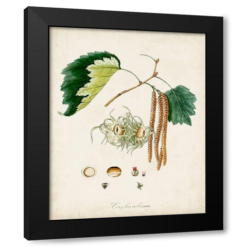 Antique Tree Study VI Black Modern Wood Framed Art Print with Double Matting by Unknown