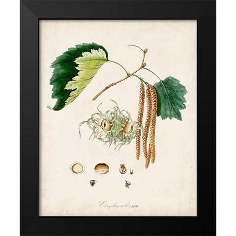 Antique Tree Study VI Black Modern Wood Framed Art Print by Unknown